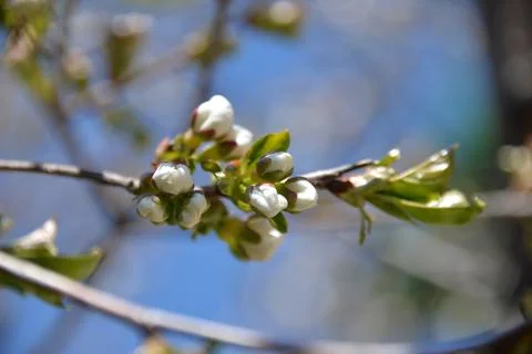 Small white flowers bloom in spring on a cherry tree Foto stock