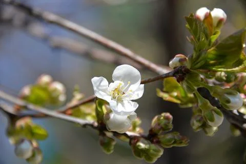 Small white flowers bloom in spring on a cherry tree Stock Photos
