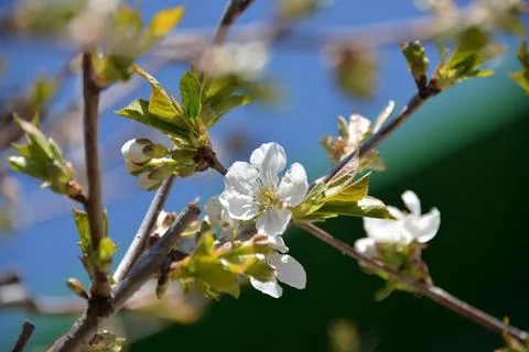 Small white flowers bloom in spring on a cherry tree Stock Photos