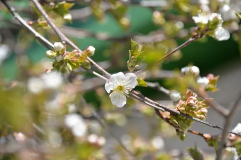 Small white flowers bloom in spring on a cherry tree Stock Photos
