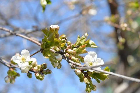 Small white flowers bloom in spring on a cherry tree Stock Photos