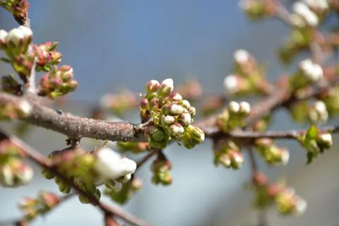 Small white flowers bloom in spring on a cherry tree Stock Photos