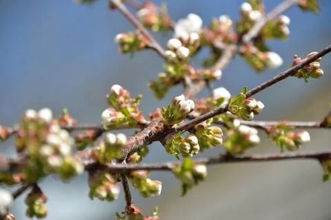 Small white flowers bloom in spring on a cherry tree Stock Photos