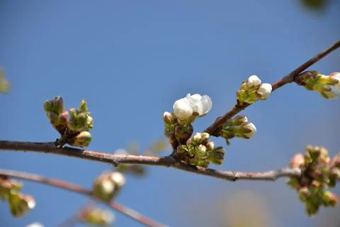 Small white flowers bloom in spring on a cherry tree Stock Photos