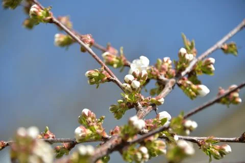 Small white flowers bloom in spring on a cherry tree Stock Photos
