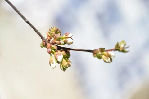 Small white flowers bloom in spring on a cherry tree Stock-Fotos