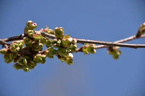 Small white flowers bloom in spring on a cherry tree Stock Photos