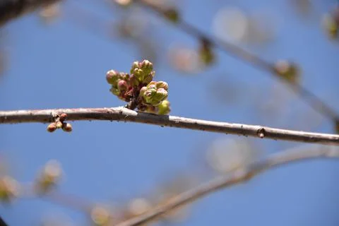 Small white flowers bloom in spring on a cherry tree Stock Photos