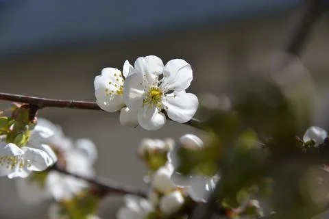 Small white flowers bloom in spring on a cherry tree Stock Photos