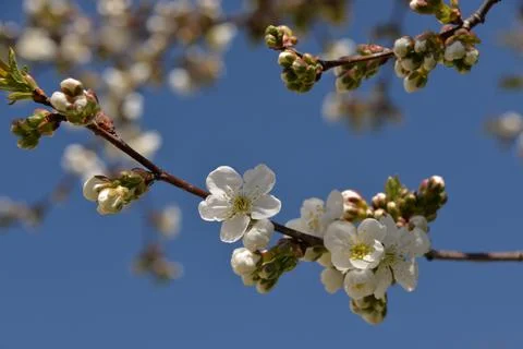 Small white flowers bloom in spring on a cherry tree Stock Photos