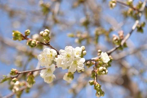 Small white flowers bloom in spring on a cherry tree Stock Photos