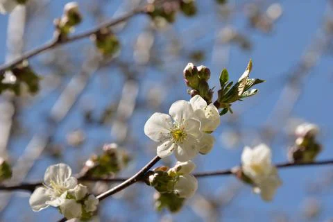 Small white flowers bloom in spring on a cherry tree Stock Photos