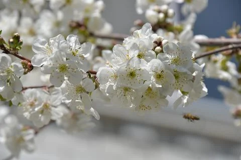Small white flowers bloom in spring on a cherry tree Stock Photos