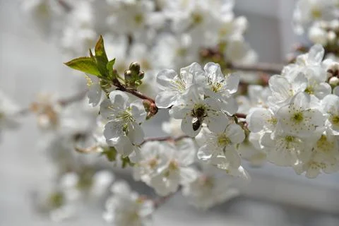 Small white flowers bloom in spring on a cherry tree Stock Photos