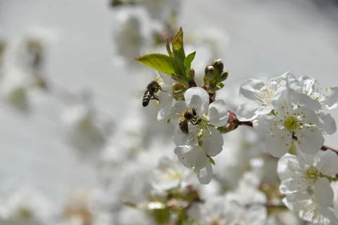 Small white flowers bloom in spring on a cherry tree Stock Photos
