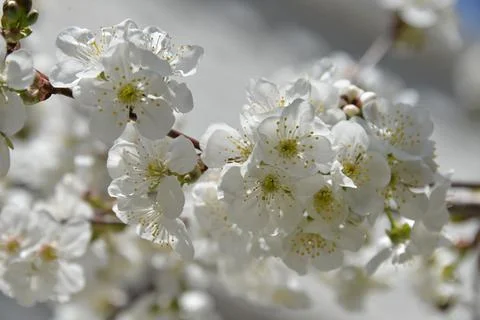 Small white flowers bloom in spring on a cherry tree Stock Photos