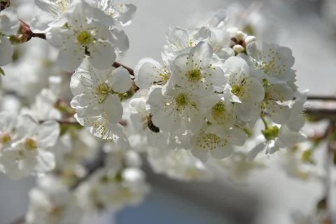 Small white flowers bloom in spring on a cherry tree Stock Photos