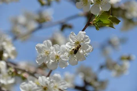 Small white flowers bloom in spring on a cherry tree Stock Photos