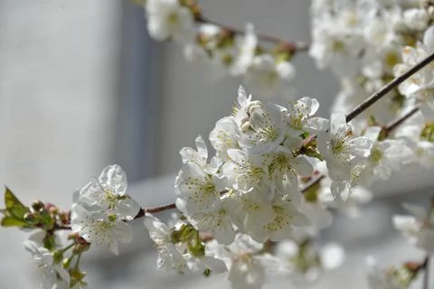 Small white flowers bloom in spring on a cherry tree Stock Photos