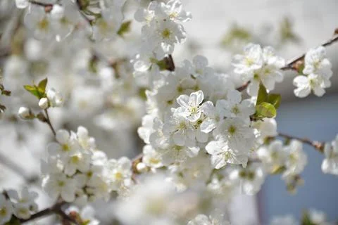 Small white flowers bloom in spring on a cherry tree Stock-Fotos