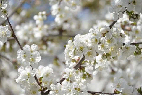 Small white flowers bloom in spring on a cherry tree Stock Photos