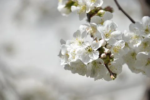 Small white flowers bloom in spring on a cherry tree Stock Photos