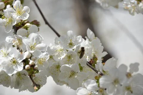 Small white flowers bloom in spring on a cherry tree Stock Photos