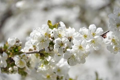 Small white flowers bloom in spring on a cherry tree Stock-Fotos