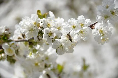 Small white flowers bloom in spring on a cherry tree Stock Photos