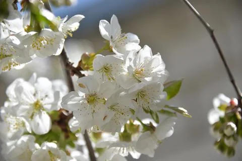 Small white flowers bloom in spring on a cherry tree Stock Photos