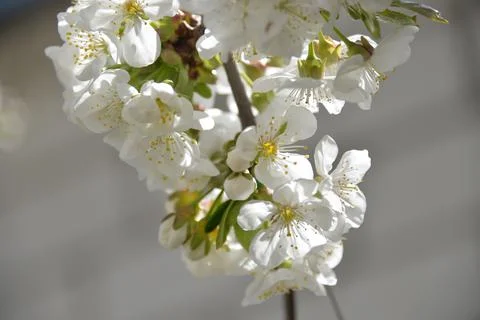 Small white flowers bloom in spring on a cherry tree Stock Photos