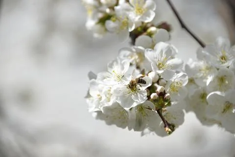 Small white flowers bloom in spring on a cherry tree Stock Photos