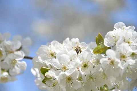 Small white flowers bloom in spring on a cherry tree Stock Photos