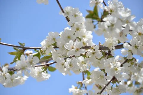 Small white flowers bloom in spring on a cherry tree Stock-Fotos