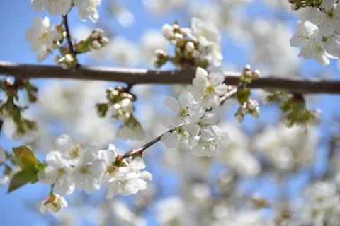 Small white flowers bloom in spring on a cherry tree Stock Photos