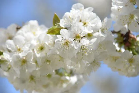 Small white flowers bloom in spring on a cherry tree Stock Photos