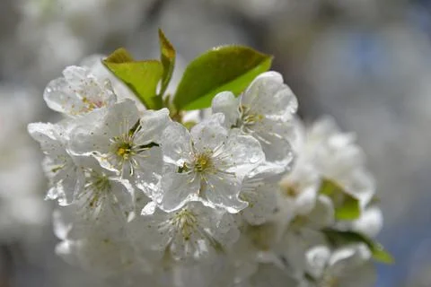 Small white flowers bloom in spring on a cherry tree Foto stock