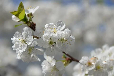 Small white flowers bloom in spring on a cherry tree Stock Photos