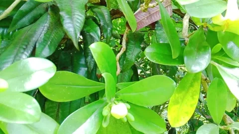 Small white flowers blooming amidst green foliage in a garden Stock Footage 346335855