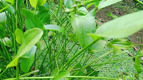Small white flowers blooming on aquatic plants in a natural pond Stock Footage 346273229