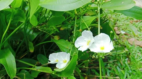 Small white flowers blooming on aquatic plants in a natural pond Stock Footage 346273282