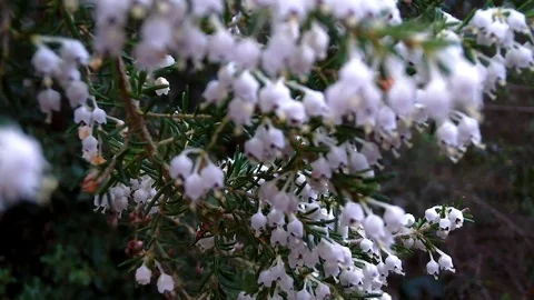 Small White Flowers Blooming in Spring – Natural Floral Background Stock Footage 106024780