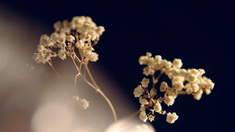 Small white flowers blooming in a studio shot Stock Footage 278826194