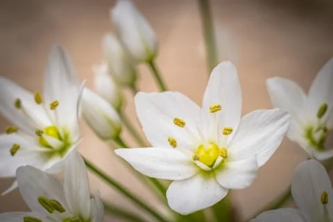 Small white flowers in blossom Stock Photos