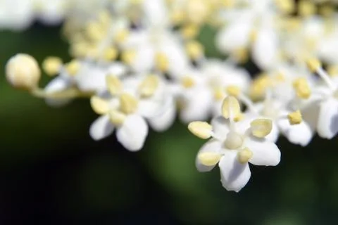 Small white flowers, blurred background Macro shot Foto stock