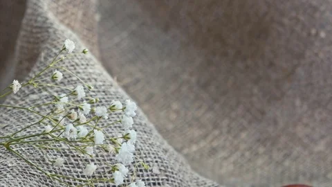 Small white flowers on canvas 動画素材 73447292