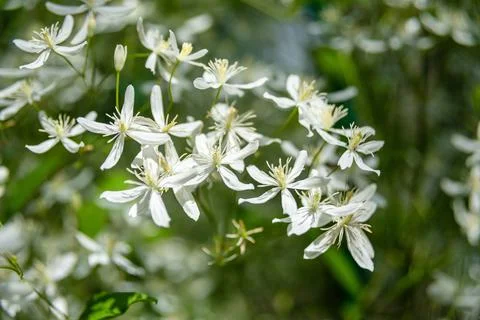 Small white flowers of Clematis recta or Clematis flammula or clematis Manchu Stock Photos