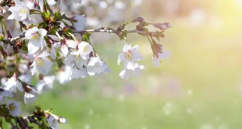 Small white flowers close-up on background with blurred lights. Stock Photos