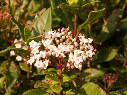 Small white flowers up close soft light bush garden Stock Photos
