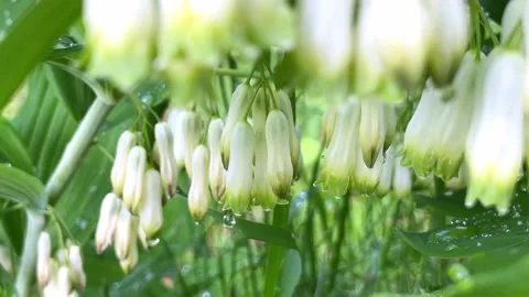 Small white flowers dangle beneath the variegated leaves. Stock Footage 236457598
